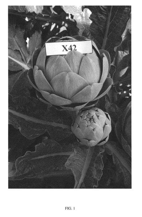 Figure 1 of US plant patent PP21699, the photograph of X42 printed in the patent.