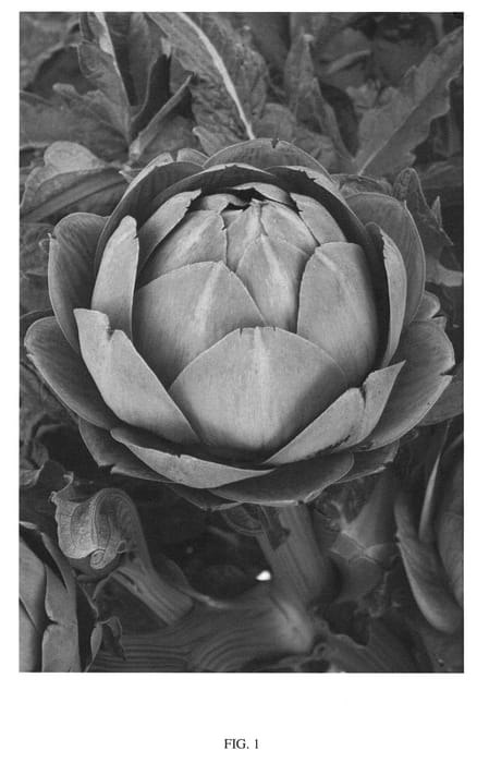 Figure 1 of US plant patent PP21700, the photograph of B13 printed in the patent.