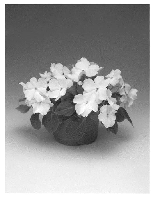 Figure 1 of US plant patent PP21701, the photograph of Imspewhit printed in the patent.