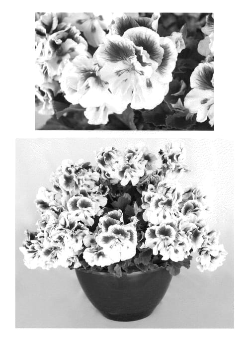 Figure 1 of US plant patent PP21703, the photograph of Oglger579 printed in the patent.