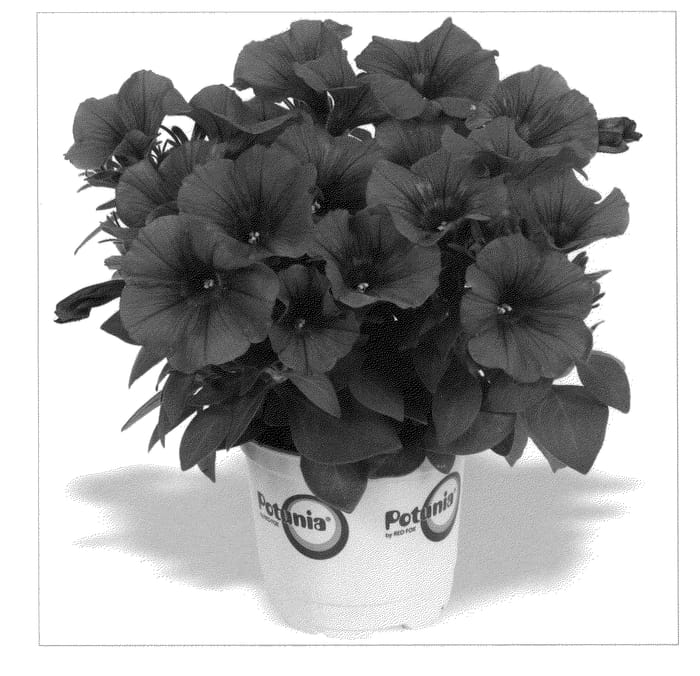 Figure 1 of US plant patent PP21704, the photograph of Duepotdared printed in the patent.