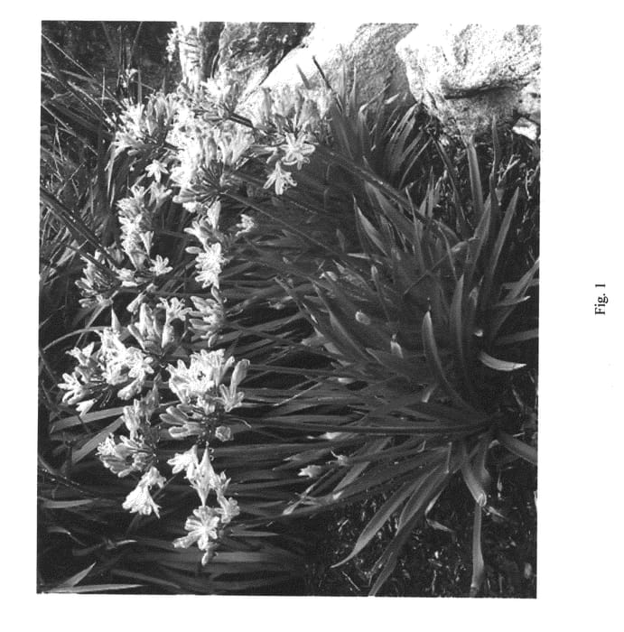 Figure 1 of US plant patent PP21705, the photograph of Benfran printed in the patent.