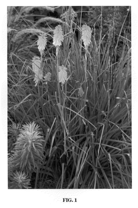 Figure 1 of US plant patent PP21706, the photograph of Echo Mango printed in the patent.