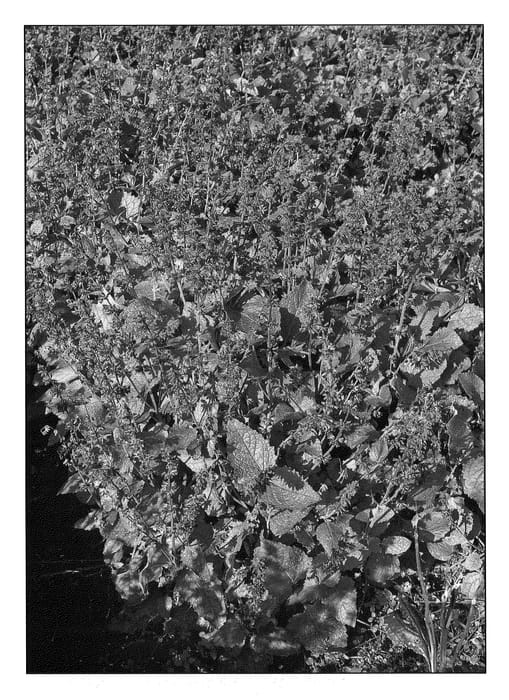 Figure 1 of US plant patent PP21707, the photograph of Endless Love printed in the patent.