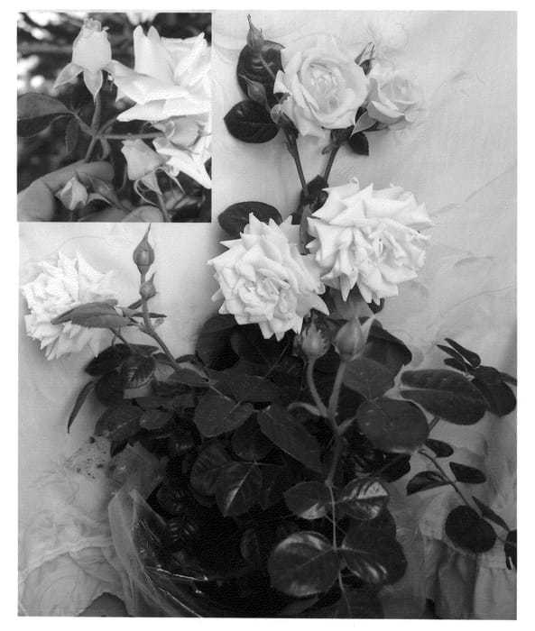 Figure 1 of US plant patent PP21708, the photograph of SPRoimpress printed in the patent.