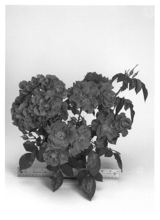 Figure 1 of US plant patent PP21709, the photograph of WEKcobeju printed in the patent.