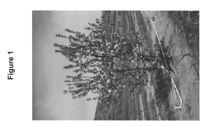 Figure 1 of US plant patent PP21710, the photograph of WA 2 printed in the patent.