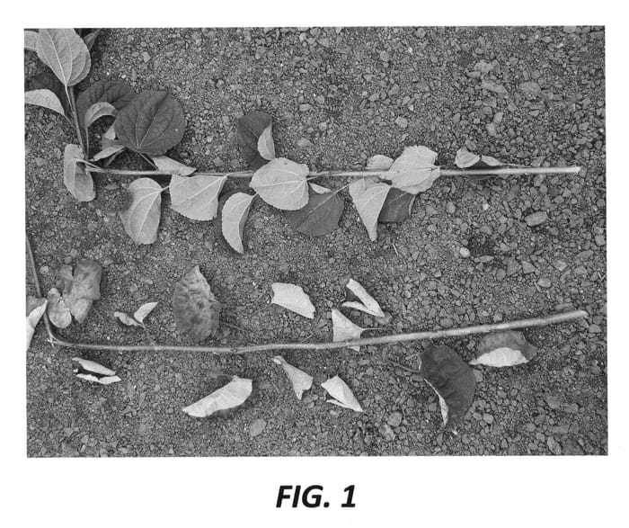 Figure 1 of US plant patent PP21711, the photograph of Biringer printed in the patent.