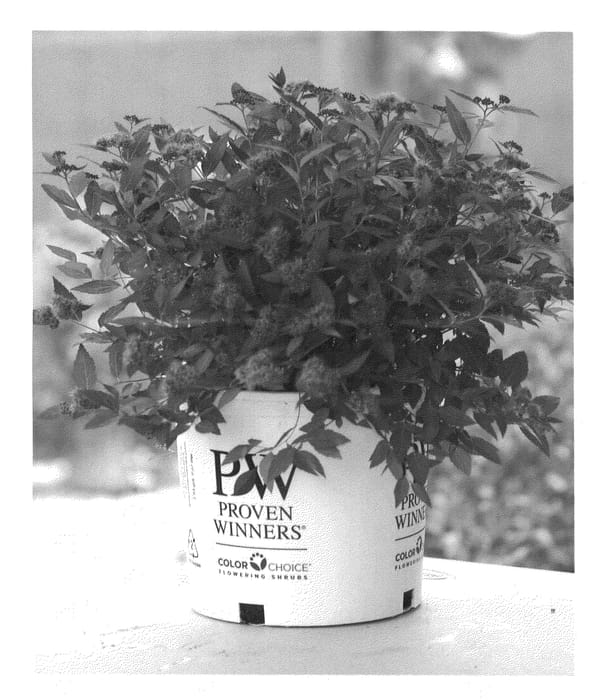 Figure 1 of US plant patent PP21712, the photograph of Galen printed in the patent.