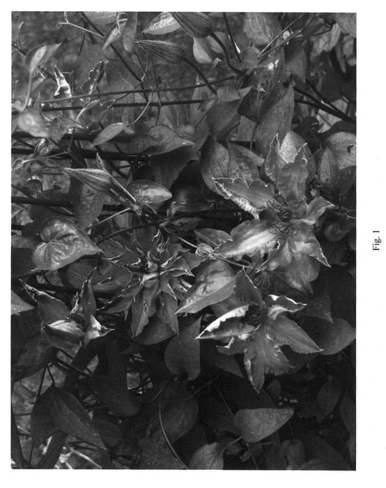 Figure 1 of US plant patent PP21713, the photograph of Jenmar printed in the patent.