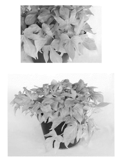 Figure 1 of US plant patent PP21714, the photograph of Fnpalligr printed in the patent.