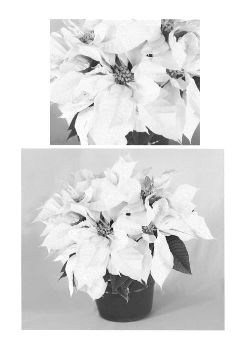 Figure 1 of US plant patent PP21715, the photograph of OGLPNT14001 printed in the patent.