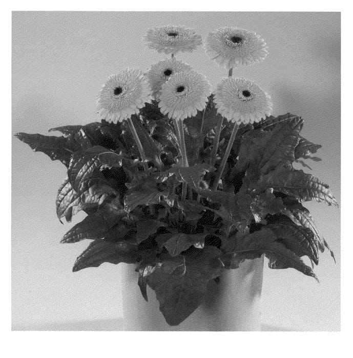 Figure 1 of US plant patent PP21716, the photograph of Klondike printed in the patent.