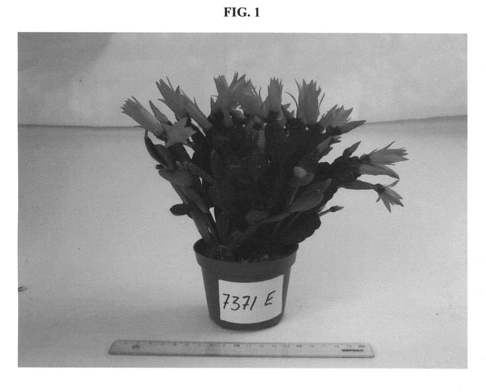 Figure 1 of US plant patent PP21717, the photograph of 7371E printed in the patent.