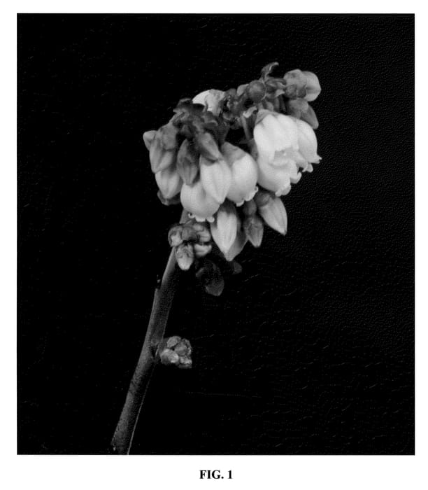 Figure 1 of US plant patent PP21719, the photograph of FL02-40 printed in the patent.