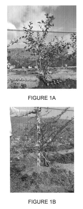 Figure 1 of US plant patent PP21720, the photograph of Sky Blue printed in the patent.