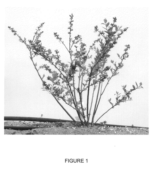 Figure 1 of US plant patent PP21721, the photograph of F126 printed in the patent.