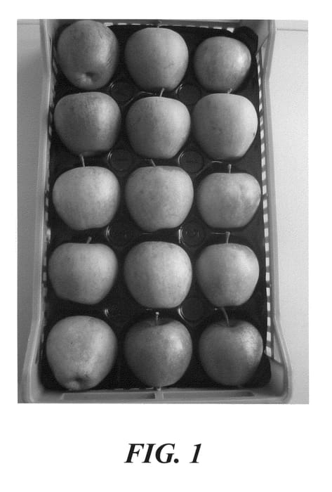 Figure 1 of US plant patent PP21722, the photograph of Daligris printed in the patent.