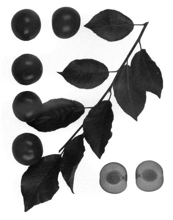 Figure 1 of US plant patent PP21723, the photograph of NEWROOT-1 printed in the patent.