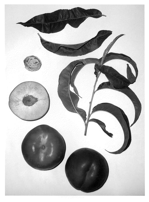 Figure 1 of US plant patent PP21724, the photograph of Burnecttwentyfour printed in the patent.