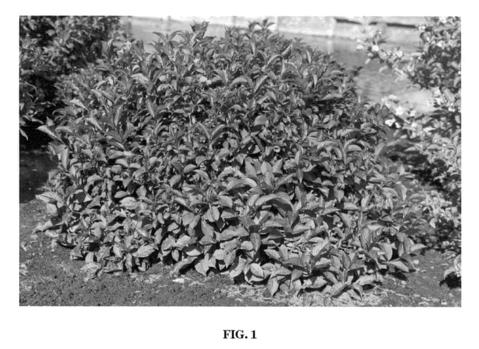 Figure 1 of US plant patent PP21725, the photograph of Bokrafive printed in the patent.