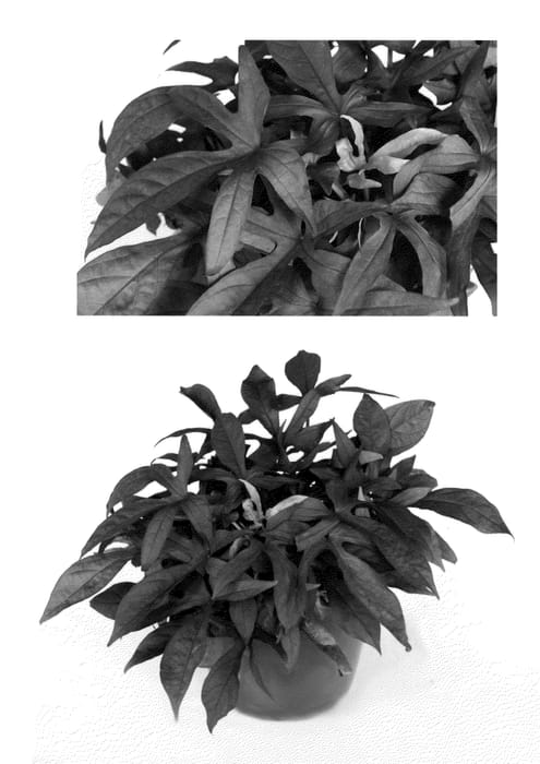 Figure 1 of US plant patent PP21726, the photograph of Fnpalblk printed in the patent.