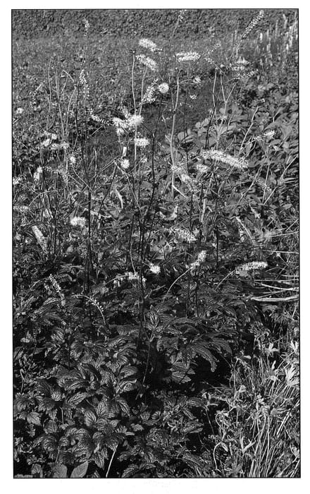 Figure 1 of US plant patent PP21727, the photograph of Queen of Sheba printed in the patent.