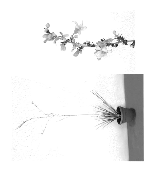Figure 1 of US plant patent PP21728, the photograph of Perfu printed in the patent.