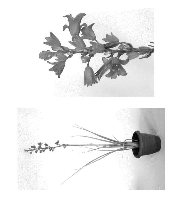 Figure 1 of US plant patent PP21729, the photograph of Perpa printed in the patent.