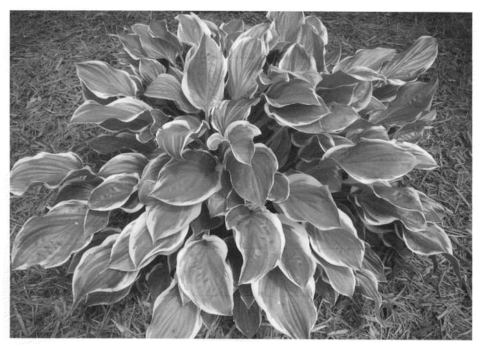 Figure 1 of US plant patent PP21730, the photograph of Host Sun 08 printed in the patent.