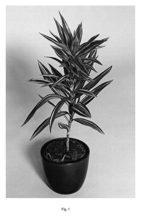 Figure 1 of US plant patent PP21732, the photograph of SUPHA06 printed in the patent.