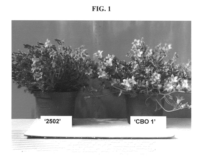 Figure 1 of US plant patent PP21733, the photograph of CBO 1 printed in the patent.