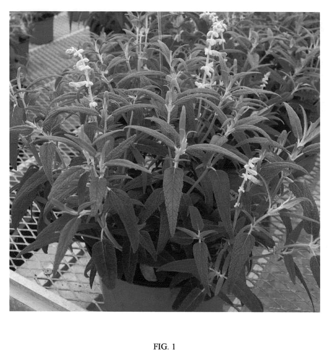 Figure 1 of US plant patent PP21734, the photograph of FERPINK printed in the patent.