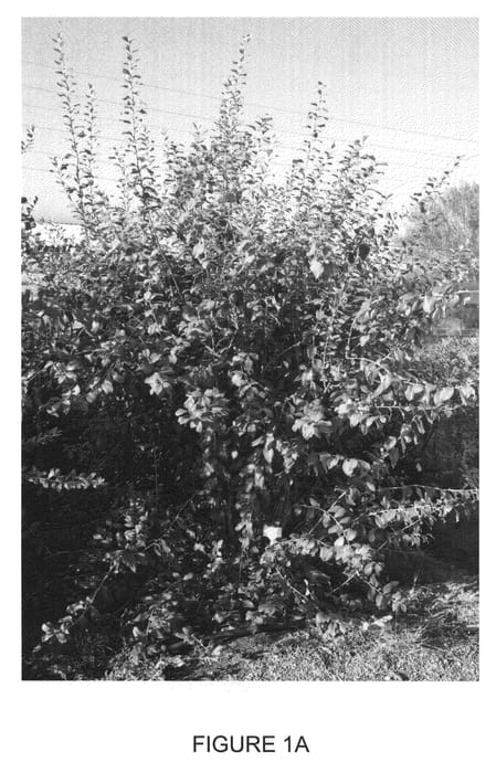 Figure 1 of US plant patent PP21735, the photograph of Ocean Blue printed in the patent.