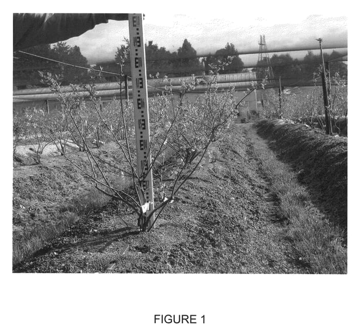 Figure 1 of US plant patent PP21736, the photograph of Blue Moon printed in the patent.