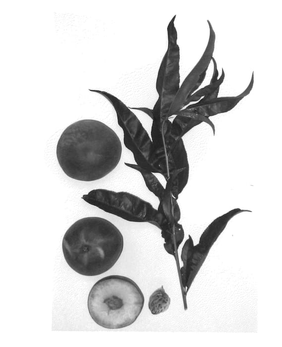 Figure 1 of US plant patent PP21737, the photograph of Burpeachtwentyfour printed in the patent.