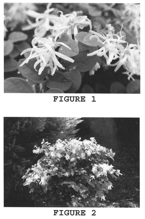 Figure 1 of US plant patent PP21738, the photograph of Shang-White printed in the patent.