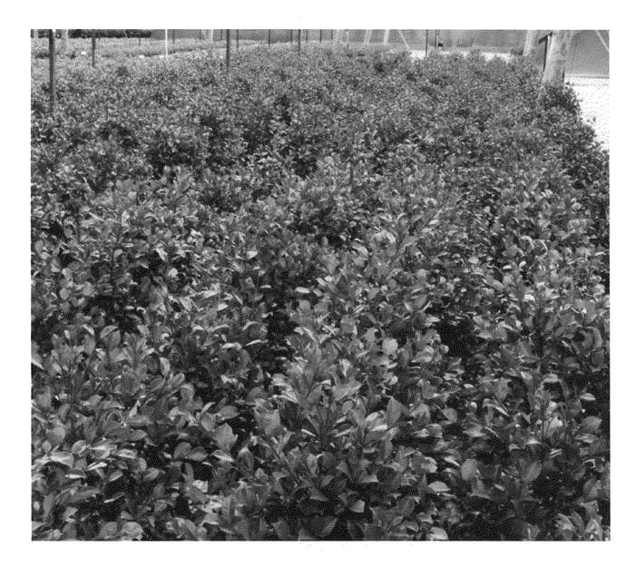 Figure 1 of US plant patent PP21739, the photograph of Big Red printed in the patent.