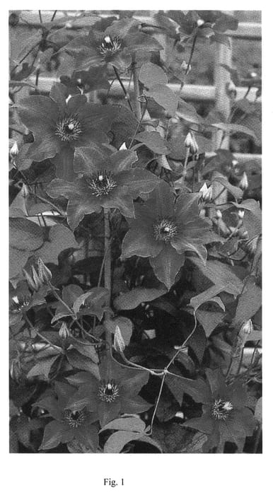 Figure 1 of US plant patent PP21740, the photograph of Dorami printed in the patent.