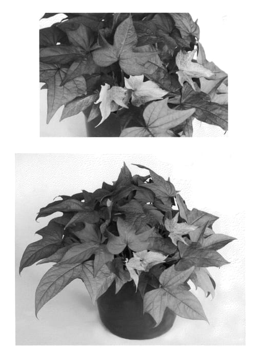 Figure 1 of US plant patent PP21741, the photograph of Fnpalrusrd printed in the patent.