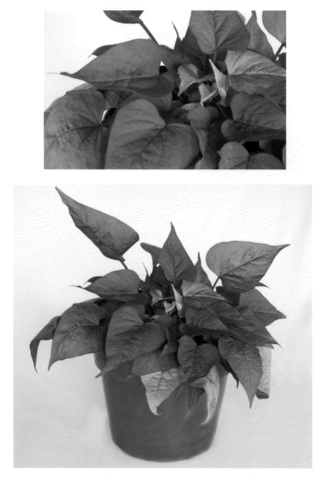 Figure 1 of US plant patent PP21742, the photograph of Fncorre printed in the patent.