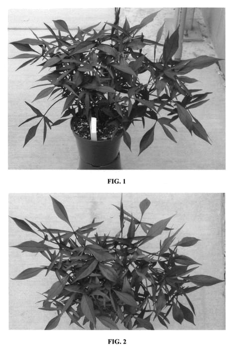 Figure 1 of US plant patent PP21743, the photograph of NCORNSP-011MNLC printed in the patent.