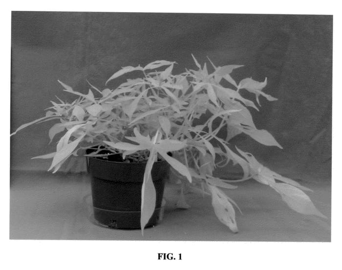 Figure 1 of US plant patent PP21744, the photograph of NCORNSP-012EMLC printed in the patent.