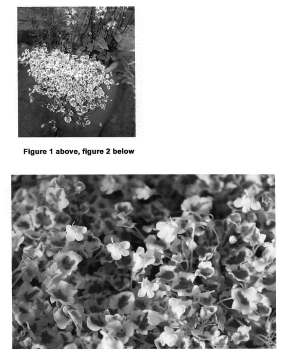 Figure 1 of US plant patent PP21745, the photograph of Snow Wave printed in the patent.