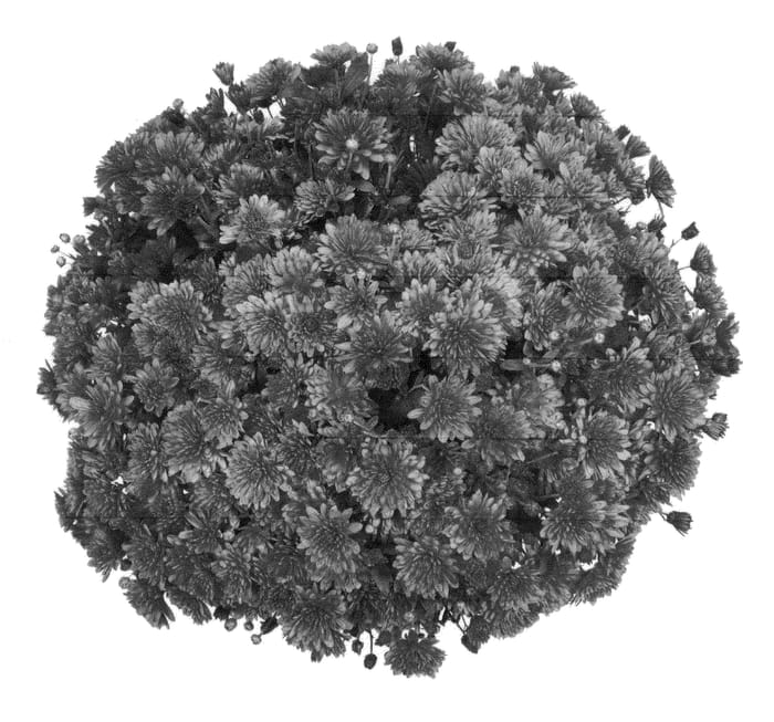 Figure 1 of US plant patent PP21746, the photograph of PPP GIRO 09 printed in the patent.