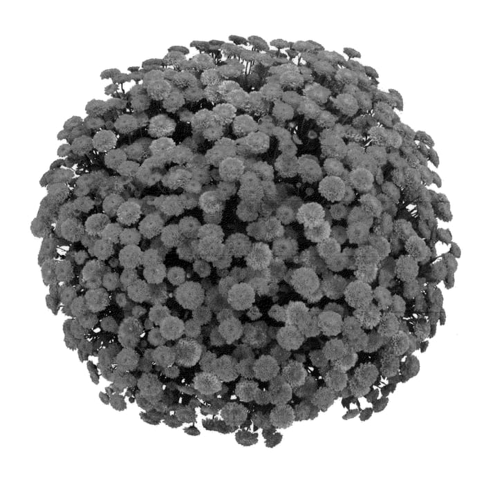 Figure 1 of US plant patent PP21748, the photograph of PPP IZL 09 printed in the patent.
