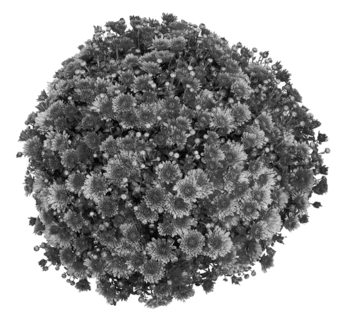 Figure 1 of US plant patent PP21749, the photograph of PPP MORA 09 printed in the patent.