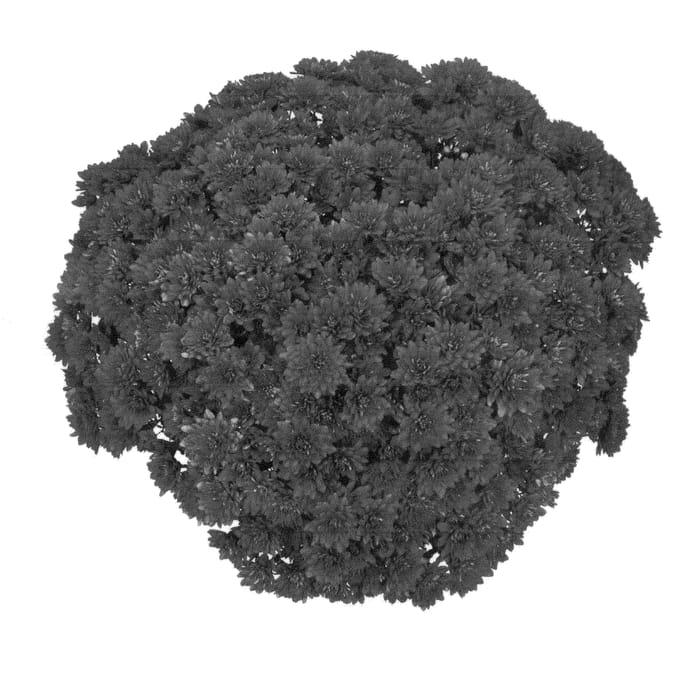 Figure 1 of US plant patent PP21750, the photograph of PPP CLIO 09 printed in the patent.