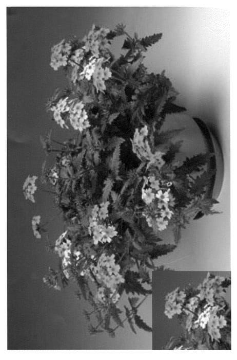 Figure 1 of US plant patent PP21751, the photograph of Britena printed in the patent.