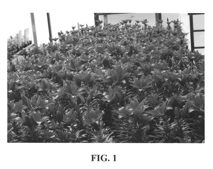 Figure 1 of US plant patent PP21752, the photograph of BJM 004 printed in the patent.